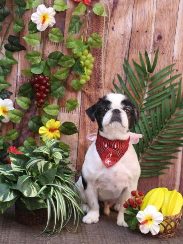 20230809大福くん